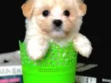 Veteriner Teknikerinden Irk Ve Sağlık Garantili Dişi Maltipoo