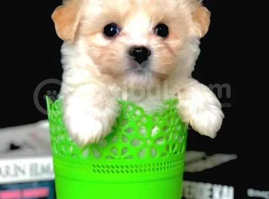 Veteriner Teknikerinden Irk Ve Sağlık Garantili Dişi Maltipoo