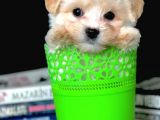 Veteriner Teknikerinden Irk Ve Sağlık Garantili Dişi Maltipoo
