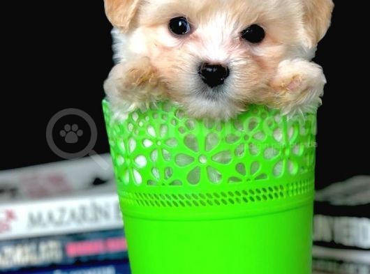 Veteriner Teknikerinden Irk Ve Sağlık Garantili Dişi Maltipoo görsel