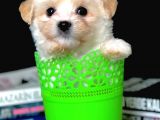 Veteriner Teknikerinden Irk Ve Sağlık Garantili Dişi Maltipoo