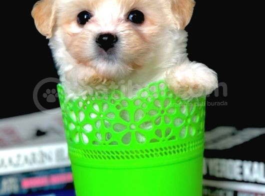 Veteriner Teknikerinden Irk Ve Sağlık Garantili Dişi Maltipoo görsel
