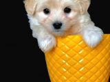 Irk Ve Sağlık Garantili Sevimli Dişi Maltipoo