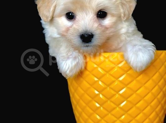 Irk Ve Sağlık Garantili Sevimli Dişi Maltipoo görsel