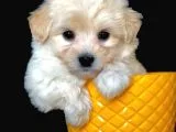 Irk Ve Sağlık Garantili Sevimli Dişi Maltipoo