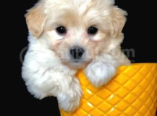 Irk Ve Sağlık Garantili Sevimli Dişi Maltipoo