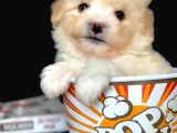 Veteriner Teknikerinden Irk Ve Sağlık Erkek Maltipoo