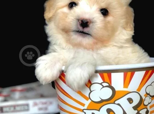 Veteriner Teknikerinden Irk Ve Sağlık Erkek Maltipoo