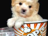 Veteriner Teknikerinden Irk Ve Sağlık Erkek Maltipoo