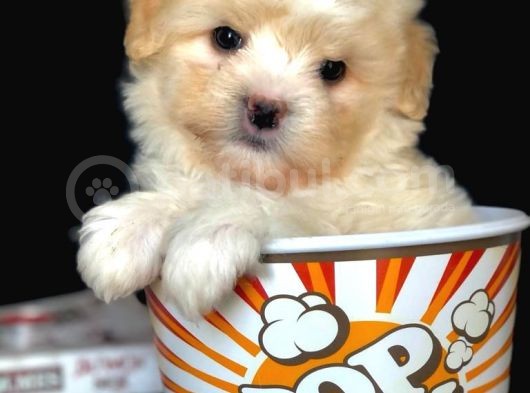 Veteriner Teknikerinden Irk Ve Sağlık Erkek Maltipoo görsel