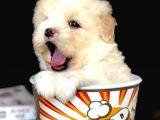 Veteriner Teknikerinden Irk Ve Sağlık Erkek Maltipoo