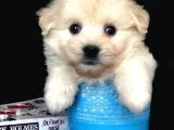 Veteriner Teknikerinden Irk Ve Sağlık Garantili Dişi Maltipoo