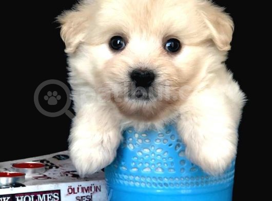 Veteriner Teknikerinden Irk Ve Sağlık Garantili Dişi Maltipoo görsel