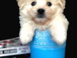 Veteriner Teknikerinden Irk Ve Sağlık Garantili Dişi Maltipoo