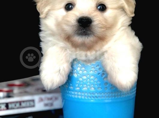 Veteriner Teknikerinden Irk Ve Sağlık Garantili Dişi Maltipoo görsel