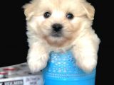 Veteriner Teknikerinden Irk Ve Sağlık Garantili Dişi Maltipoo