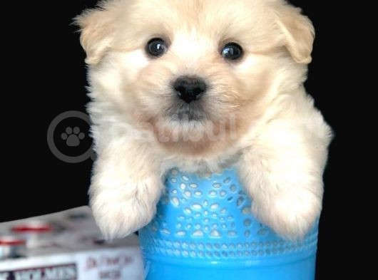 Veteriner Teknikerinden Irk Ve Sağlık Garantili Dişi Maltipoo görsel