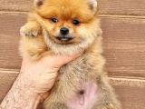 Orange Pomeranian Boo Yavrumuz