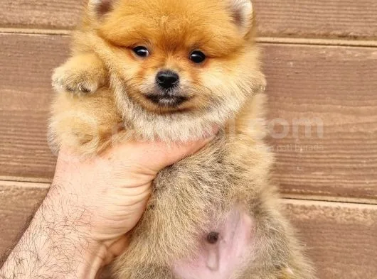 Orange Pomeranian Boo Yavrumuz