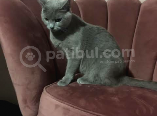 Yavru Kedimiz Mırmır Yeni Yuvasını Arıyor görsel