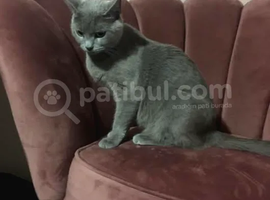 Yavru Kedimiz Mırmır Yeni Yuvasını Arıyor