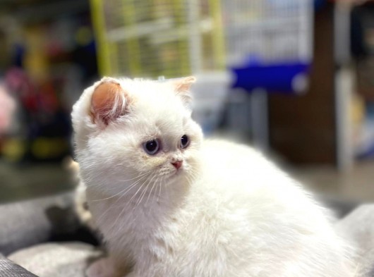 Irkının En İyisi British Shorthair Yavruları görsel