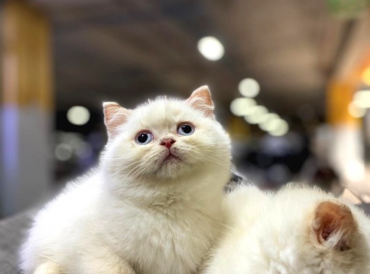 Irkının En İyisi British Shorthair Yavruları görsel
