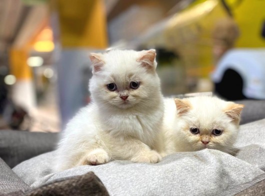 Irkının En İyisi British Shorthair Yavruları görsel