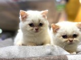 Irkının En İyisi British Shorthair Yavruları