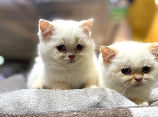 Irkının En İyisi British Shorthair Yavruları görsel