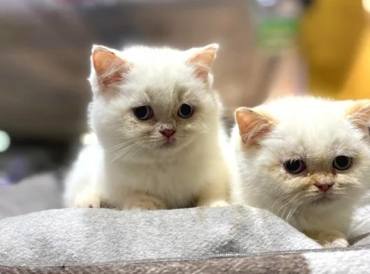 Irkının En İyisi British Shorthair Yavruları