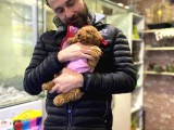 Bu Bebek Çok Başka Toy Poodle
