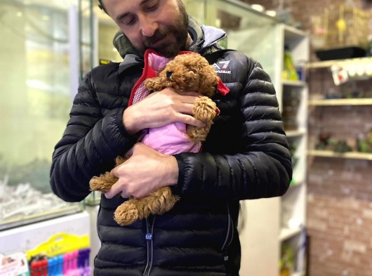Bu Bebek Çok Başka Toy Poodle görsel