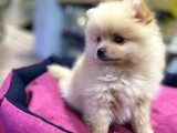 Maşallah Demeden Bakmayın Mükemmel Pomeranian Boo