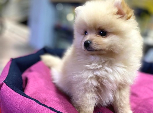 Maşallah Demeden Bakmayın Mükemmel Pomeranian Boo görsel