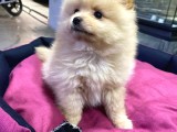 Maşallah Demeden Bakmayın Mükemmel Pomeranian Boo