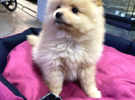 Maşallah Demeden Bakmayın Mükemmel Pomeranian Boo görsel