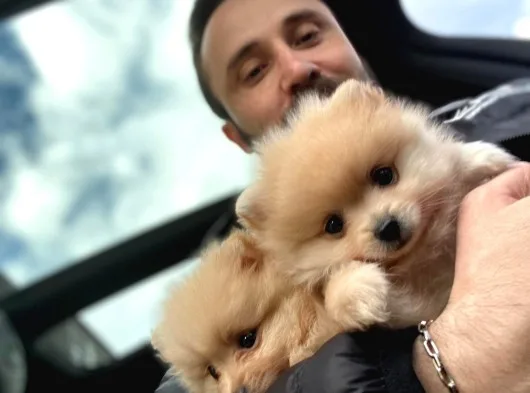 Maşallah Demeden Bakmayın Mükemmel Pomeranian Boo