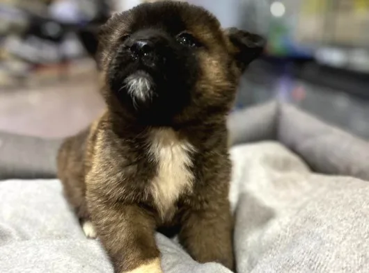 Karizmatik mi Karizmatik Amerikan Akita