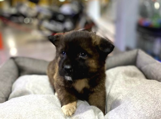 Karizmatik Mi Karizmatik Amerikan Akita görsel