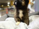 Karizmatik Mi Karizmatik Amerikan Akita