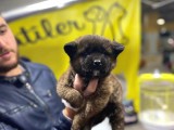 Karizmatik Mi Karizmatik Amerikan Akita