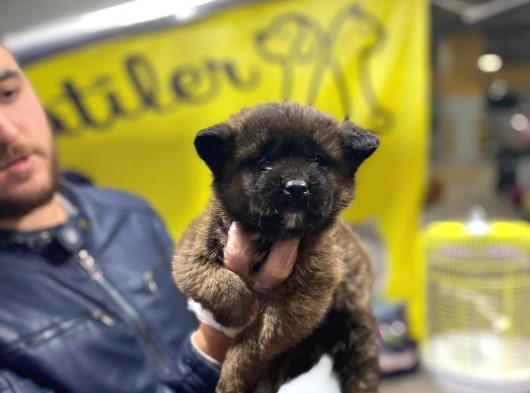 Karizmatik Mi Karizmatik Amerikan Akita görsel