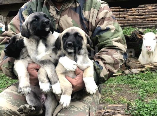 Kangal Yavruları görsel