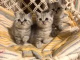 British Shorthair Safkan Silver Dişi & Erkek Yavrular