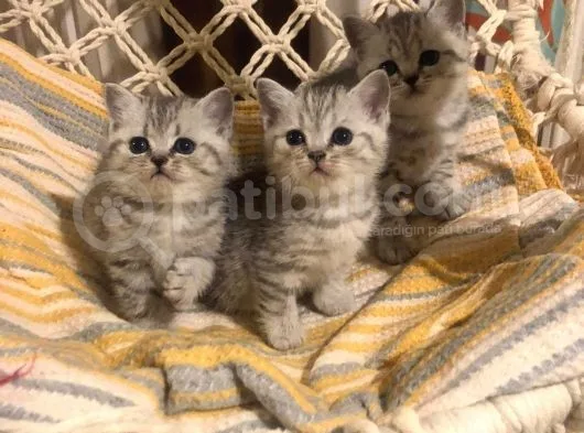 British Shorthair Safkan Silver Dişi & Erkek Yavrular
