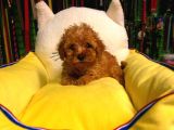 Muhteşem Poodle Yavruları