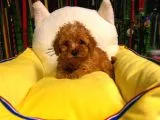 Muhteşem Poodle Yavruları