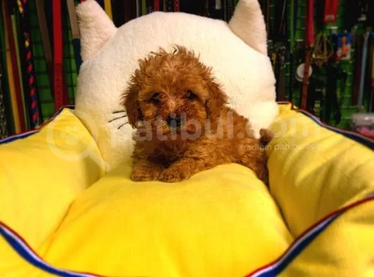 Muhteşem Poodle Yavruları