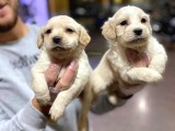 Ay Parçası Gibi Maltipoo